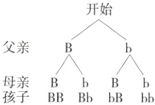 母亲BbBb孩子BBBbbBbb