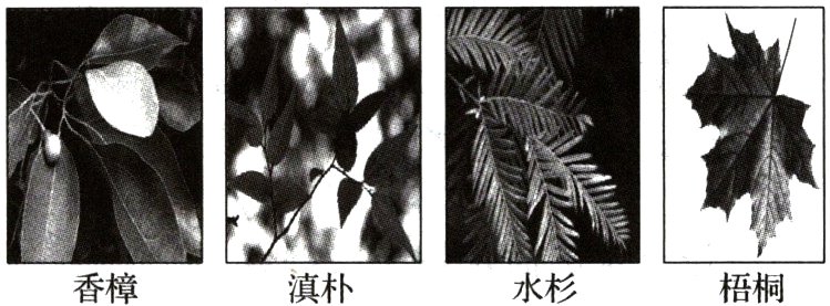 香樟滇朴水杉梧桐