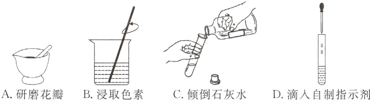 A研磨花瓣B浸取色素C倾倒石灰水D滴入自制指示剂