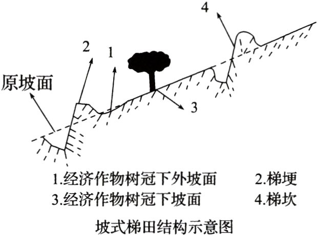 3经济作物树冠下坡面4梯坎坡式梯田结构示意图