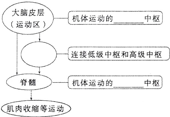 肌肉收缩等运动