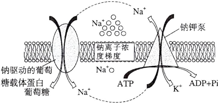 糖载体蛋白糖KADPPiNaATP