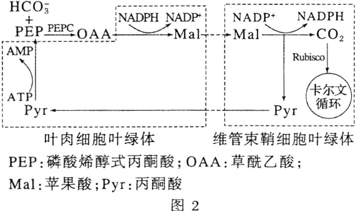 Mal苹果酸Pyr丙酮酸图2