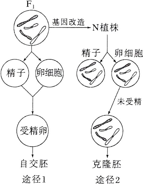 自交胚克隆胚途径1途径2