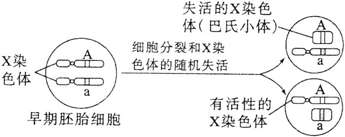 有梁的领早期胚胎细胞
