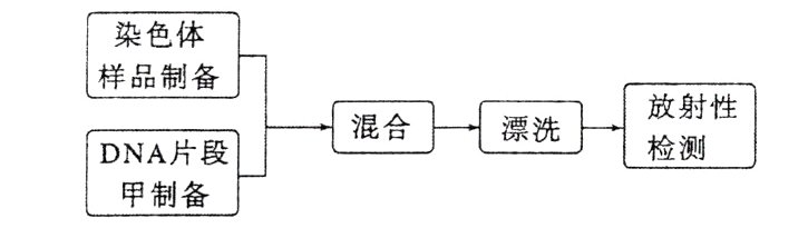 1该研究人员在制备P标记的DNA片段甲时