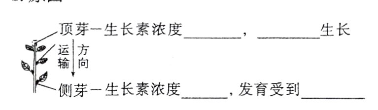 侧芽一生长素浓度发育受到
