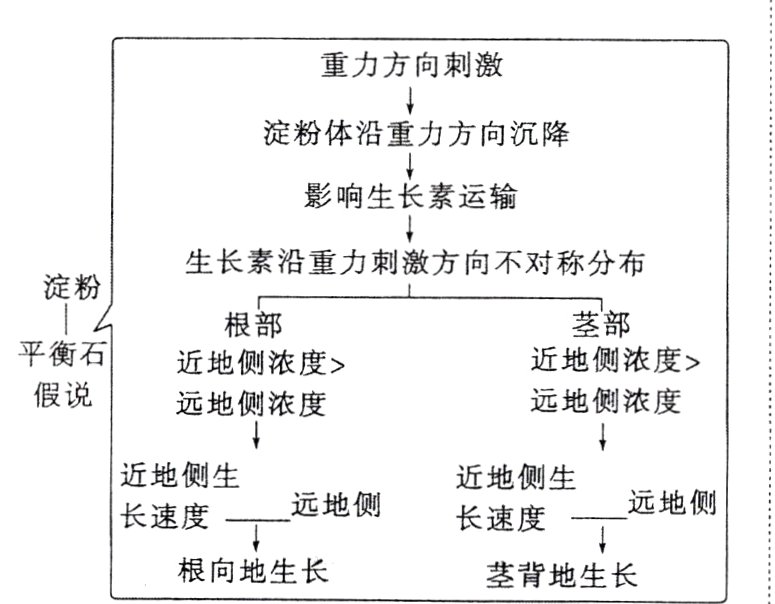 根向地生长茎背地生长