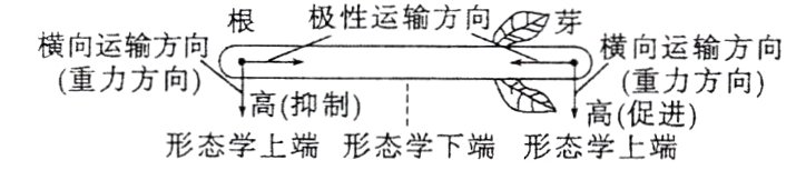 高抑制形态学上端形态学下端形态学上端