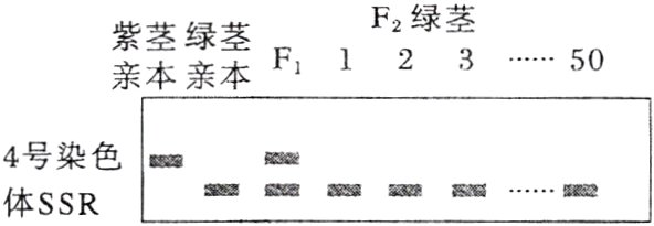 4号染色二二二二体SSR