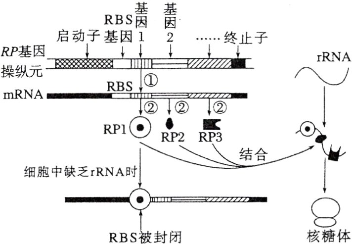 核糖体RBS被封闭