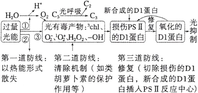 散失胡萝卜素的保护蛋白新合成的D1蛋白插人PSIII反应中心作用等