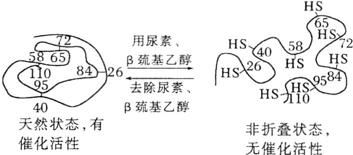 天然状态有非折叠状态催化活性无催化活性