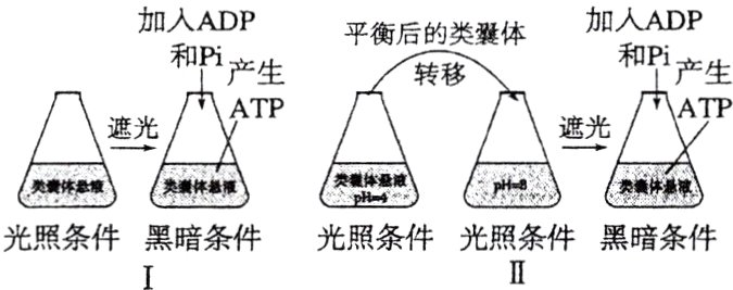 光照条件黑暗条件光照条件光照条件黑暗条件II