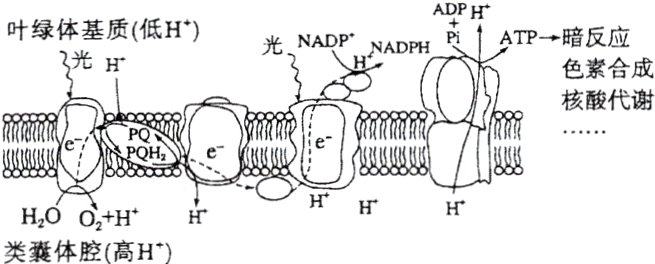 HHHOOHH类囊体腔高H