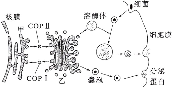 分泌COP囊泡蛋白