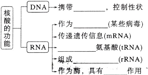 组成rRNA作为酶具有作用