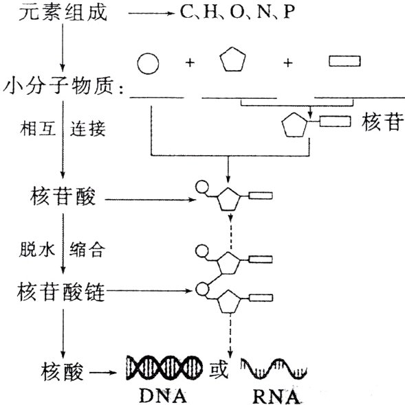 核酸或DNARNA