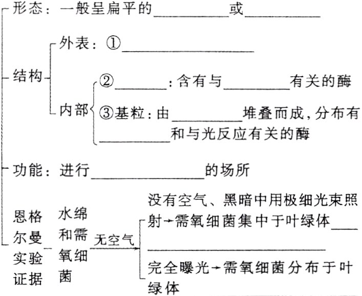 完全曝光需氧细菌分布于叶证据绿体