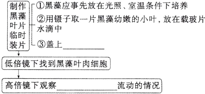 高倍镜下观察流动的情况