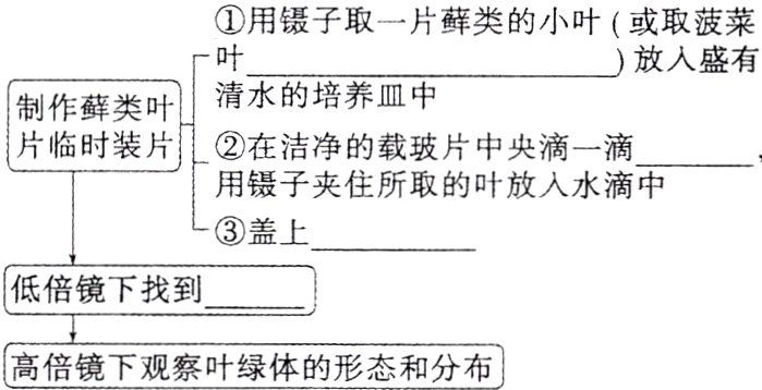 高倍镜下观察叶绿体的形态和分布