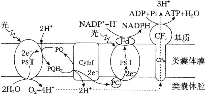PC本类囊体腔2HOO24H