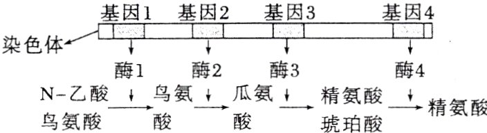 N乙酸鸟氨瓜氨精氨酸精氨酸鸟氨酸琥珀酸