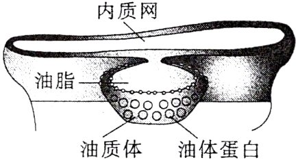 油质体油体蛋白