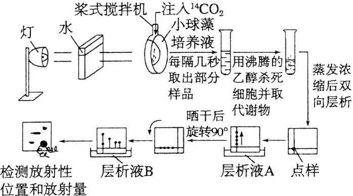 层析液A点样检测放射性层析液B位置和放射量