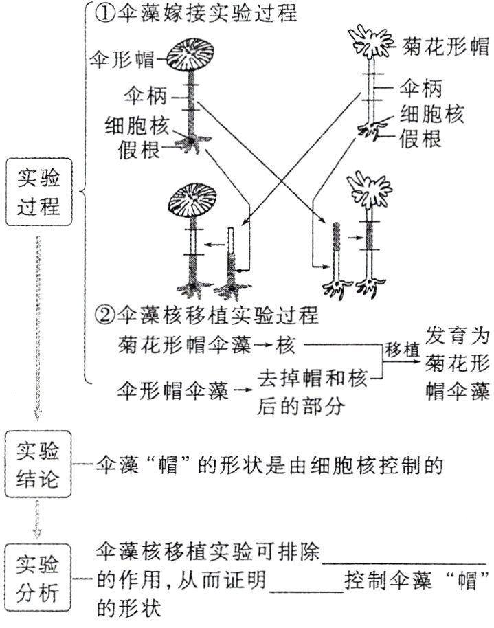 伞的的作形藻核用状移实证可排除控制伞藻帽