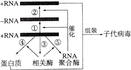 RNA蛋白质相关酶聚合酶