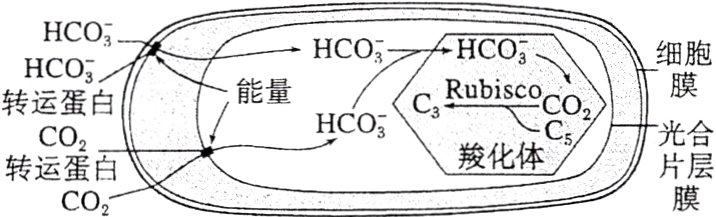 转运蛋百片膜CO