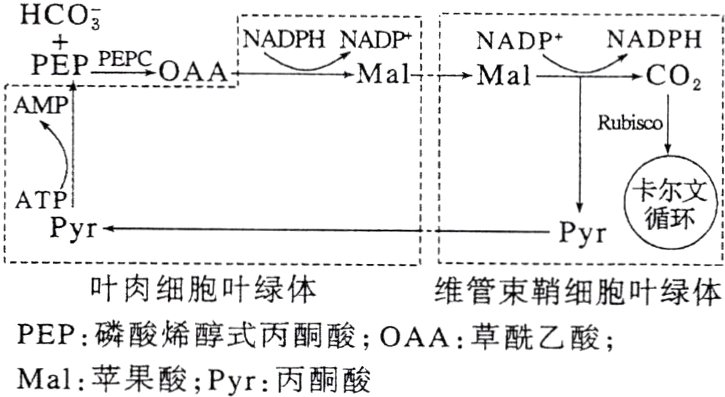 PEP磷酸烯醇式丙酮酸OAA草酰乙酸Mal苹果酸Pyr丙酮酸