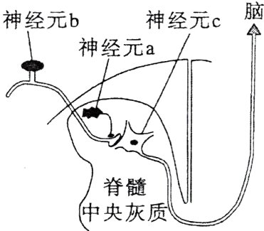 脊髓中央灰质冷