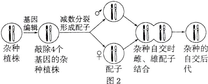 配子结合种植株图2
