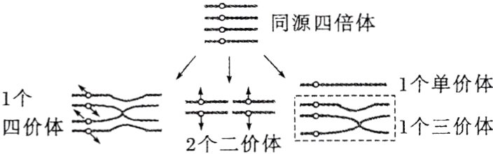 1个三价体四价体2个二价体