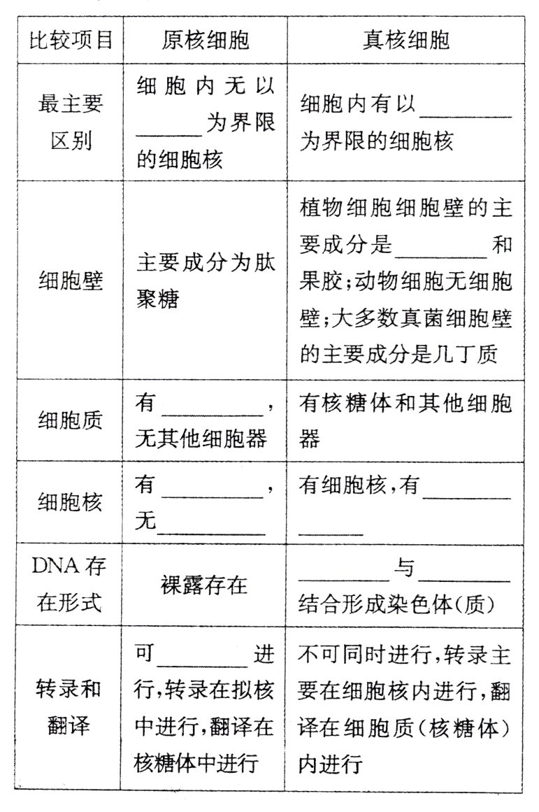 核糖体中进行内进行