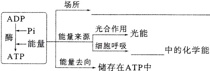 ATP能量去向储存在ATP中