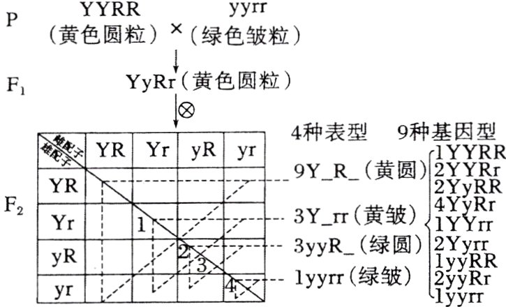 yr竺镗1yrr绿皱1yyRr