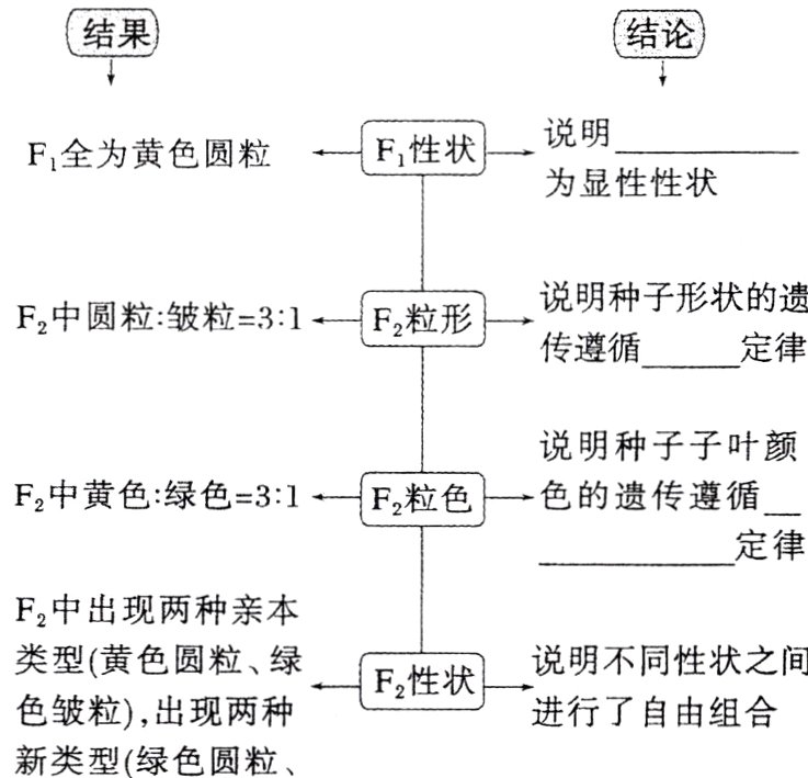色皱粒出现两种进行了自由组合新类型绿色圆粒