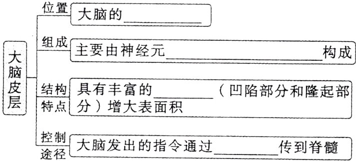 制大脑发出的指令通过传到脊髓