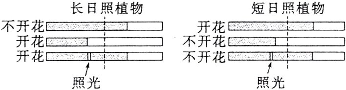 开花不开花照光照光