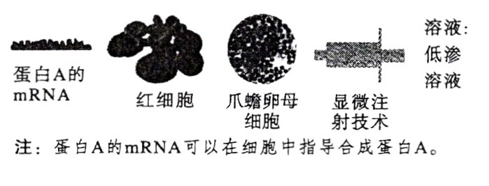 注蛋白A的mRNA可以在细胞中指导合成蛋白A