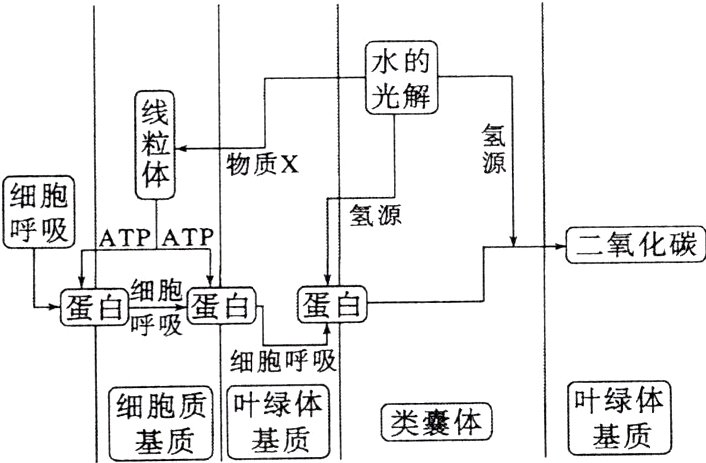 胞质叶叶绿体类囊体基质