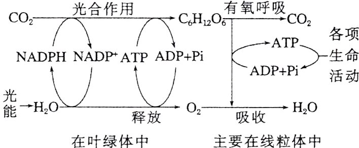 释放吸收在叶绿体中主要在线粒体中