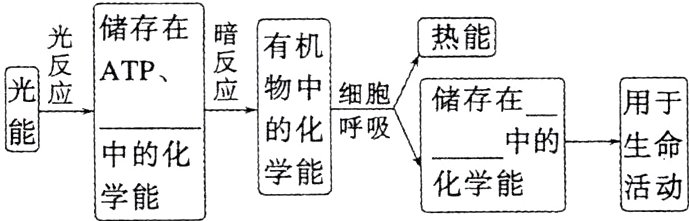 中的化化学能学能活动学能