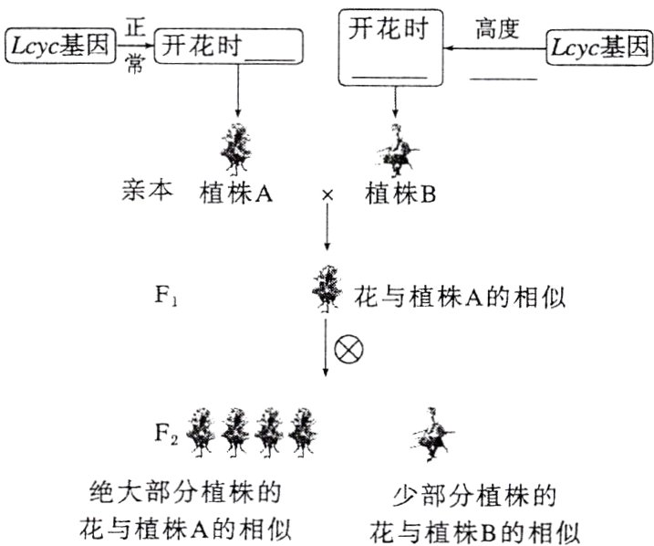 绝大部分植株的少部分植株的花与植株A的相似花与植株B的相似