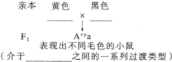表现出不同毛色的小鼠介于之间的一系列过渡类型