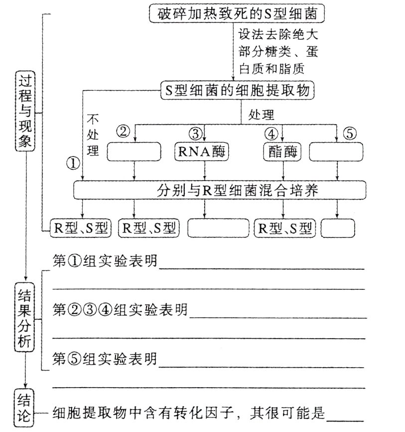 圜细胞提取物中含有转化因子其很可能是