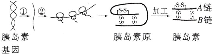 胰岛素胰岛素原胰岛素基因